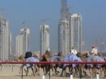 Camel racing in front of the Dubai towers Camel racing in front of the Dubai towers